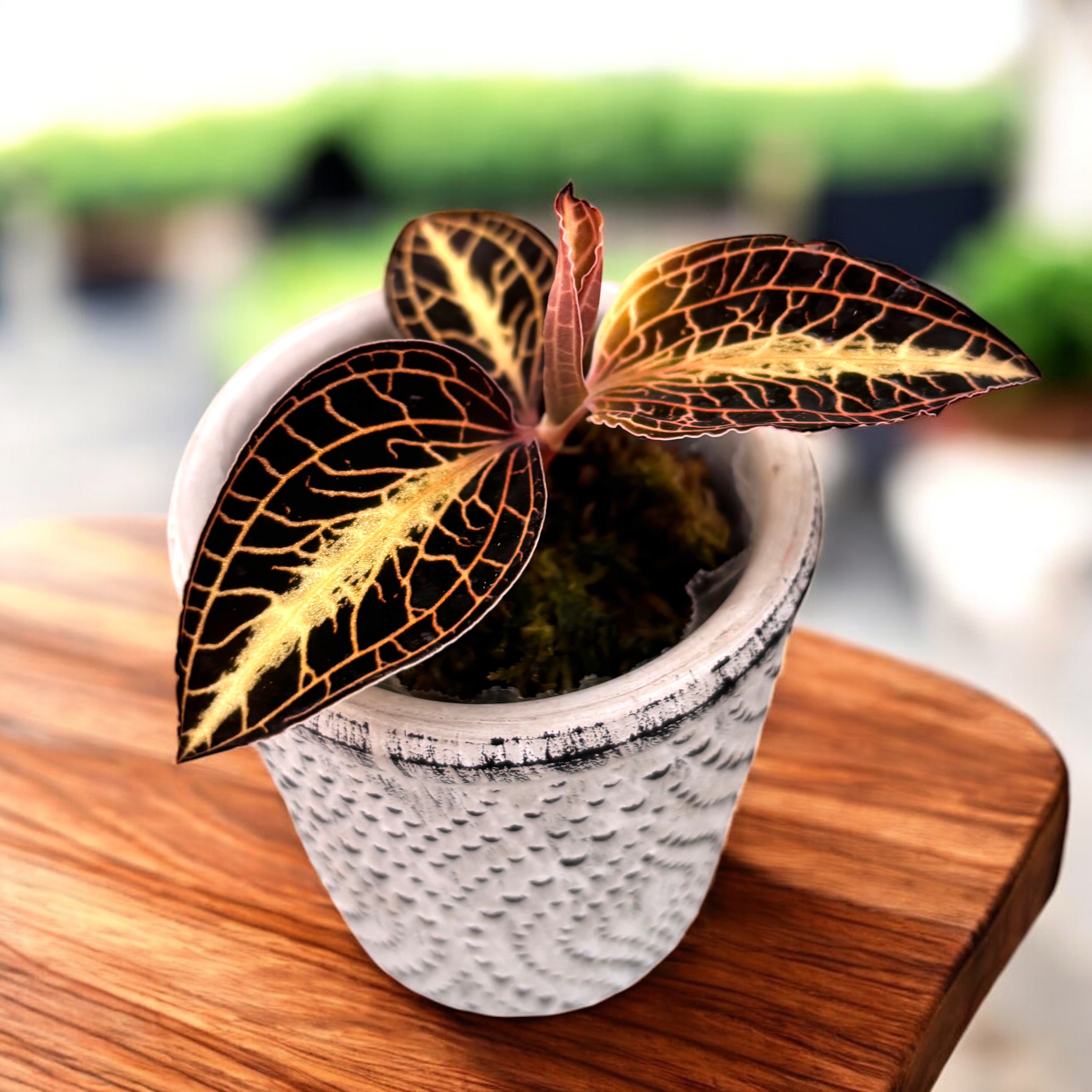 Anoectochilus siamensis 'White Center' (Jewel Orchid)