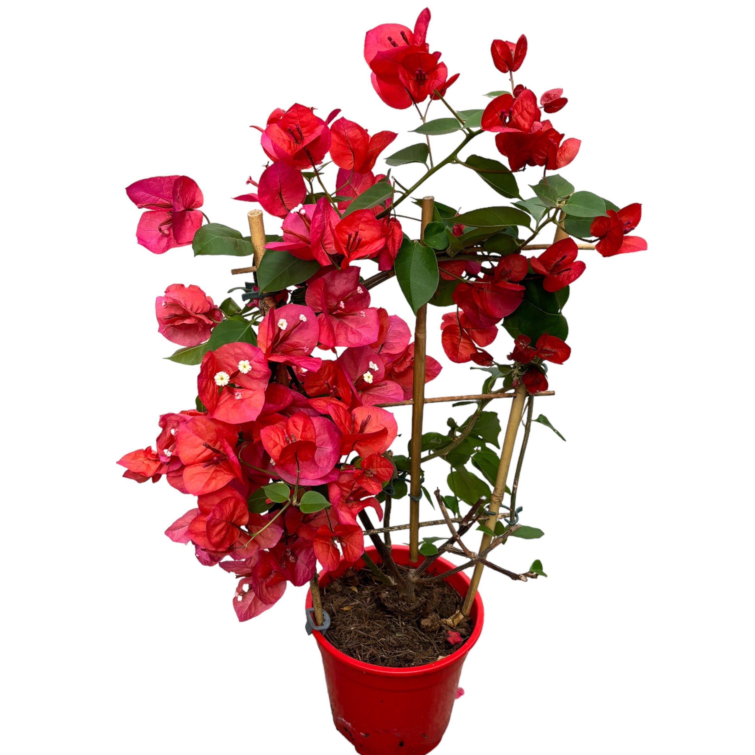 Bougainvillea 'Dania Red' (rosu-ciclam) - Floarea de hartie D17