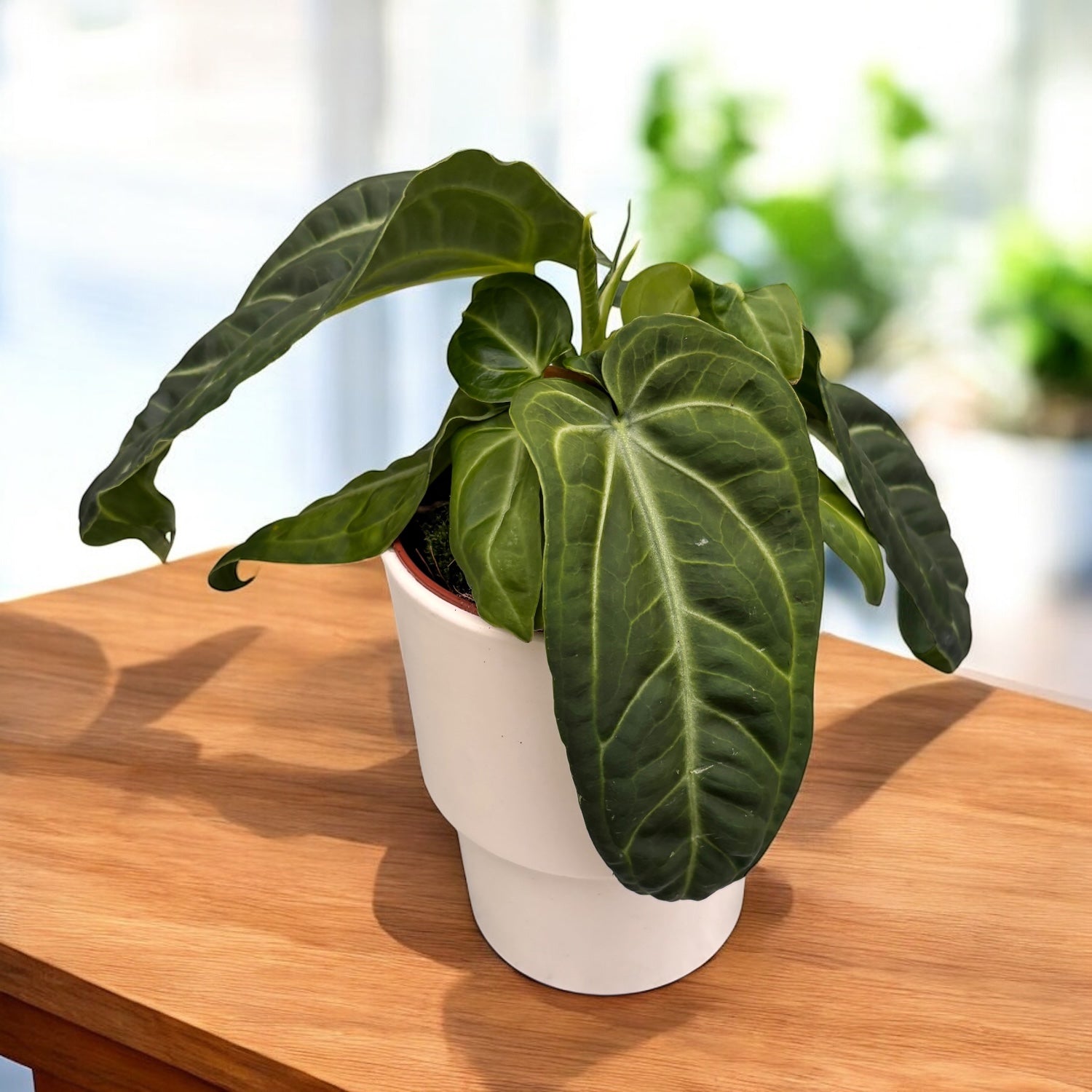 Anthurium villenaorum - frunzis catifelat si textura luxurianta