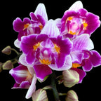 Phalaenopsis Lioulin Szőlő (pelorikus)