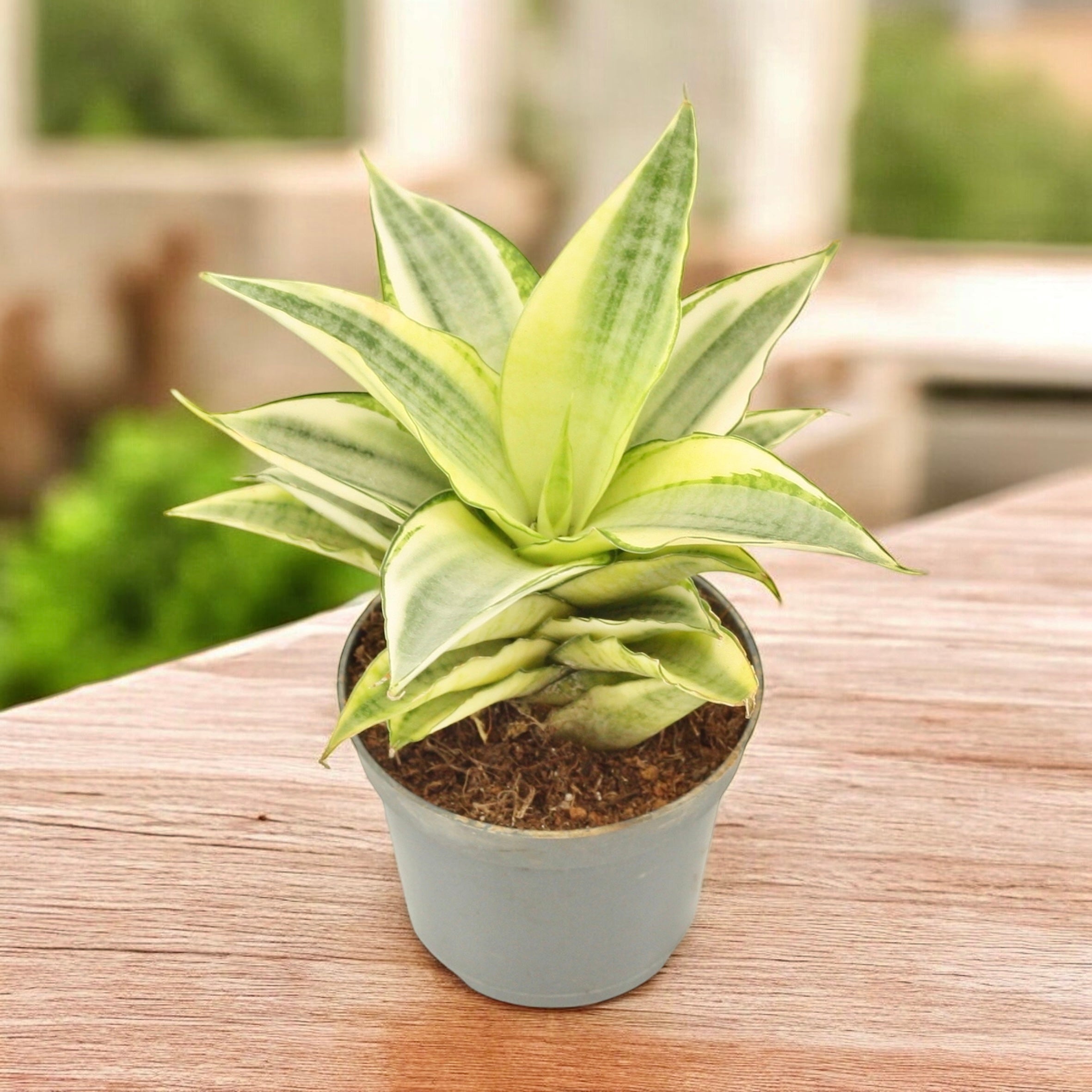 Sansevieria \"Margarita' Variegated 極上親株 サンセベリア マルガリータ「Sansevieria Margarita」6/1-713-1 |