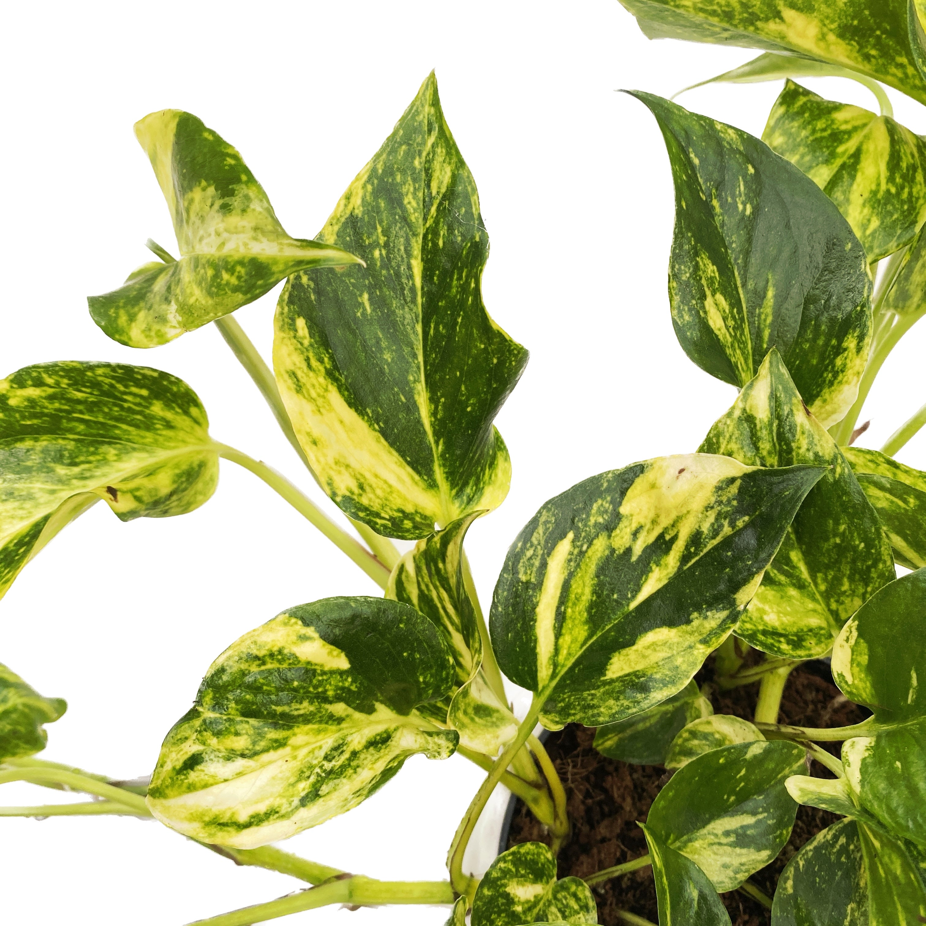 Epipremnum 'N'Joy Gold' 3-4 plante/ghiveci