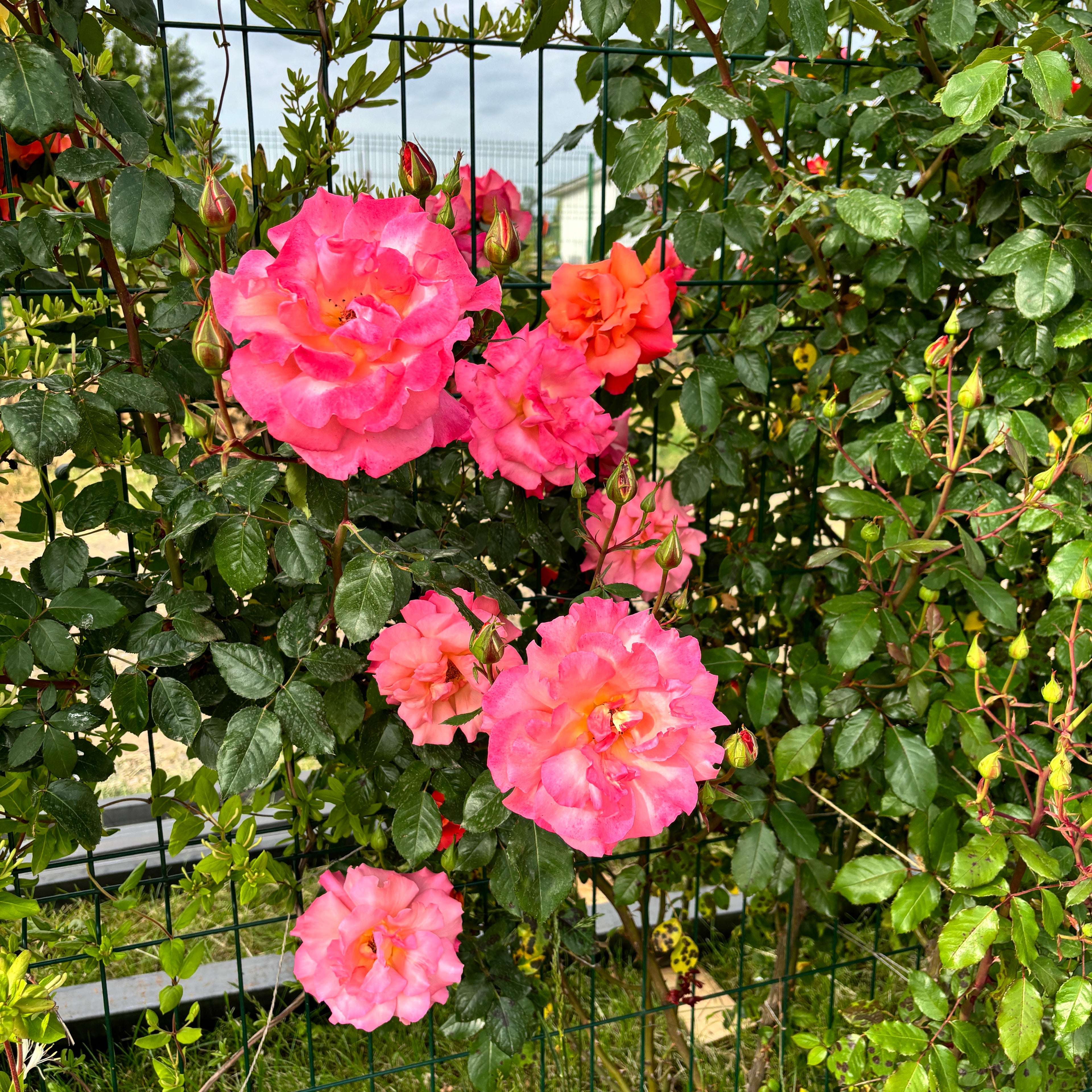 Rosa ‘Westerland’® (Rosa 'Orange Climber') - Trandafir floribunda, catarator, parfumat D11