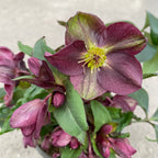 Helleborus 'Hviezda vášne' (Spanz)