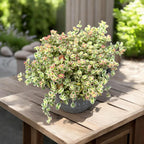 Sedum ‘Little Missy’ - suculenta miniaturala cu frunzis variegat si port compact