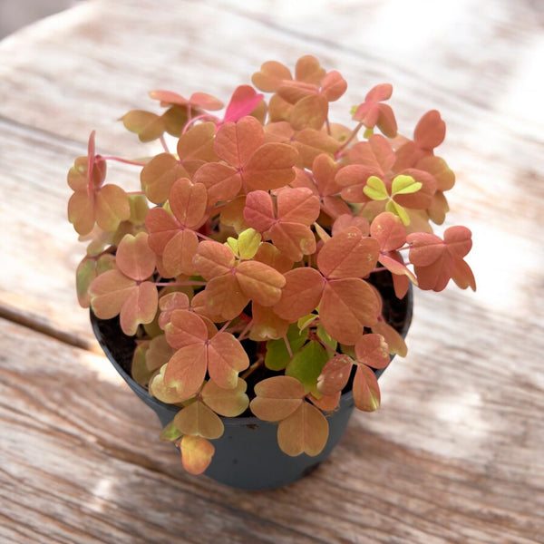 Oxalis Sunset Velvet (trifoi)