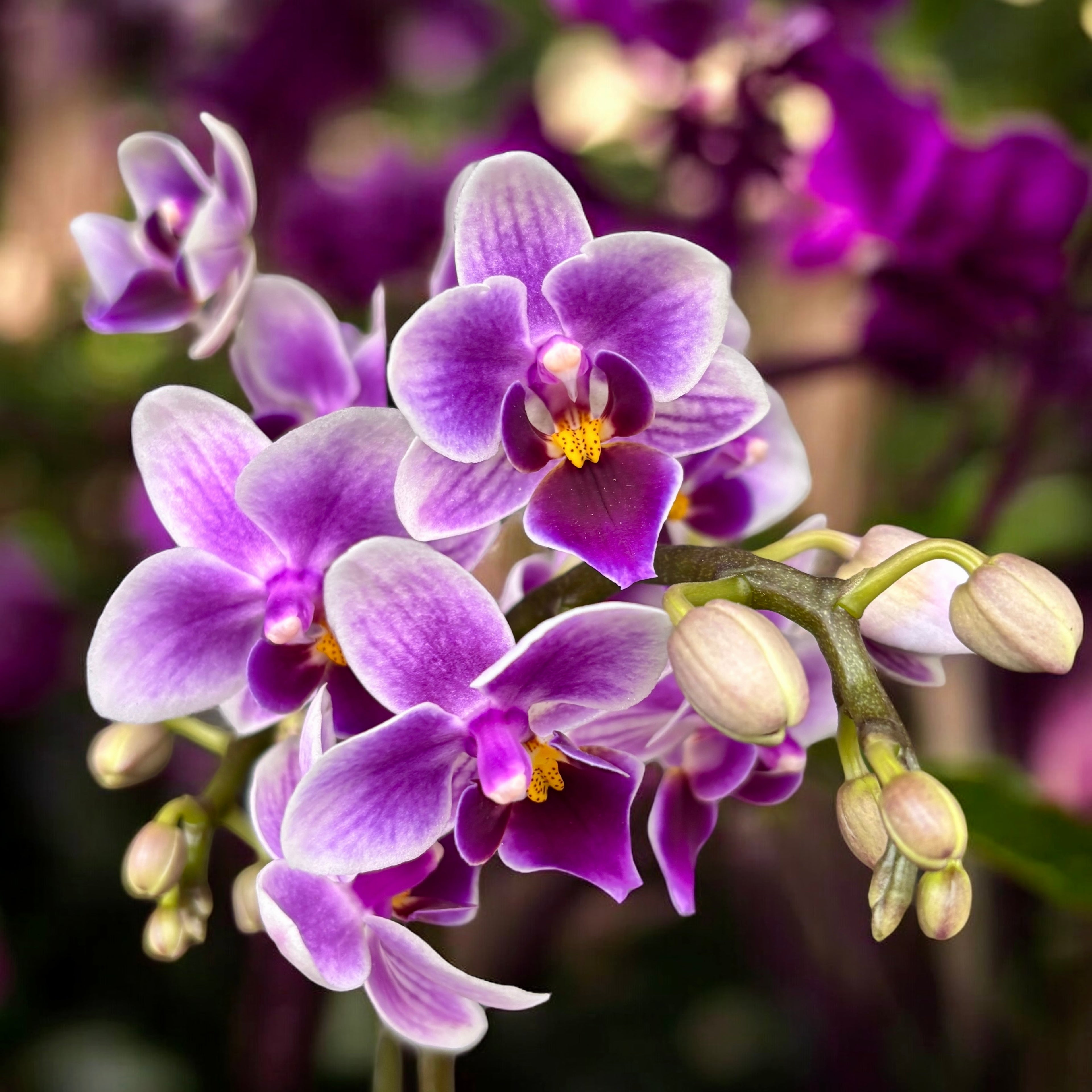 Phalaenopsis Cielo Viola