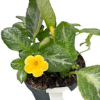 Episcia cupreata Frosty