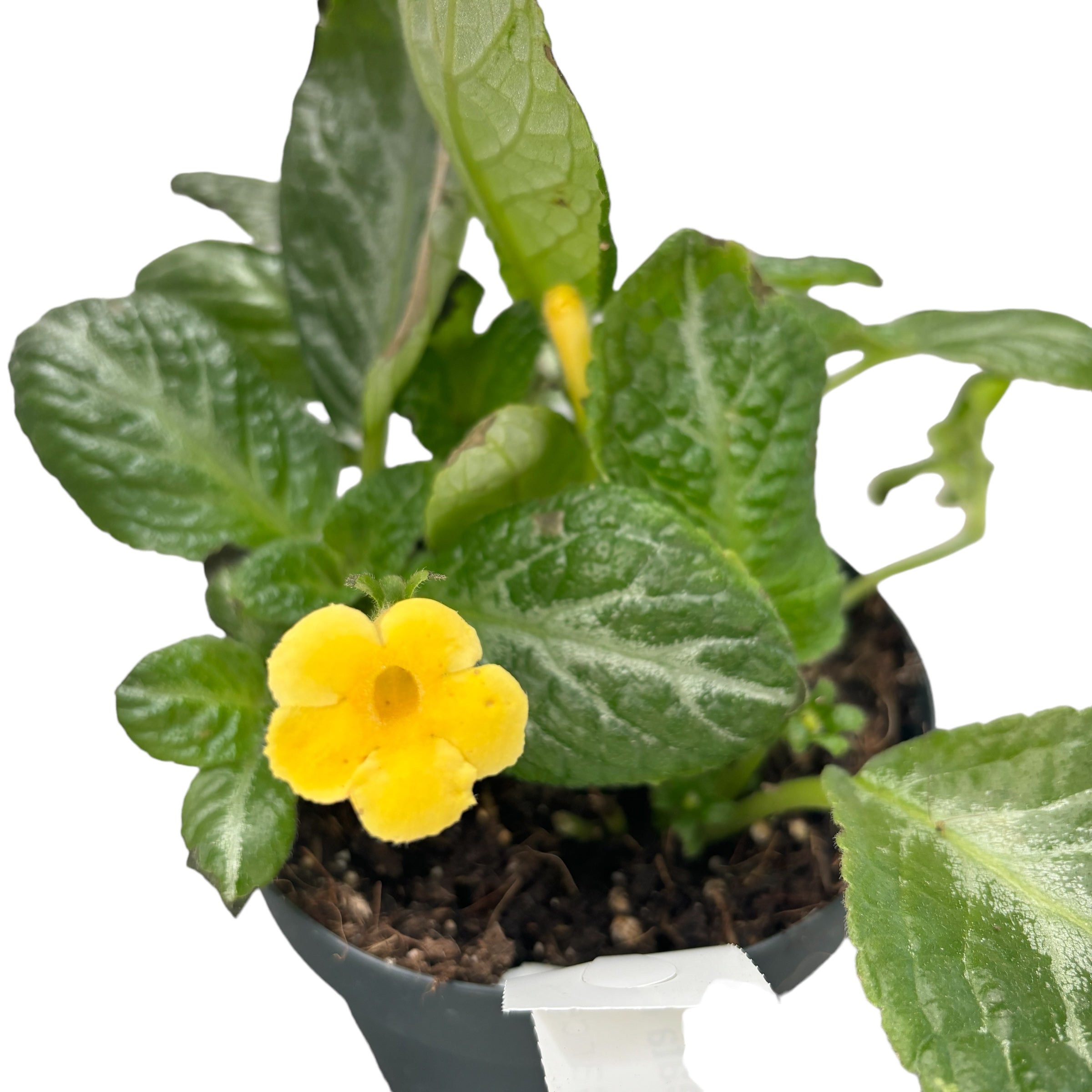 Episcia cupreata Frosty