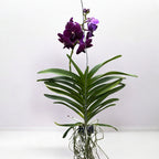 Vanda Nitaya Velluto Mora (Ansu)