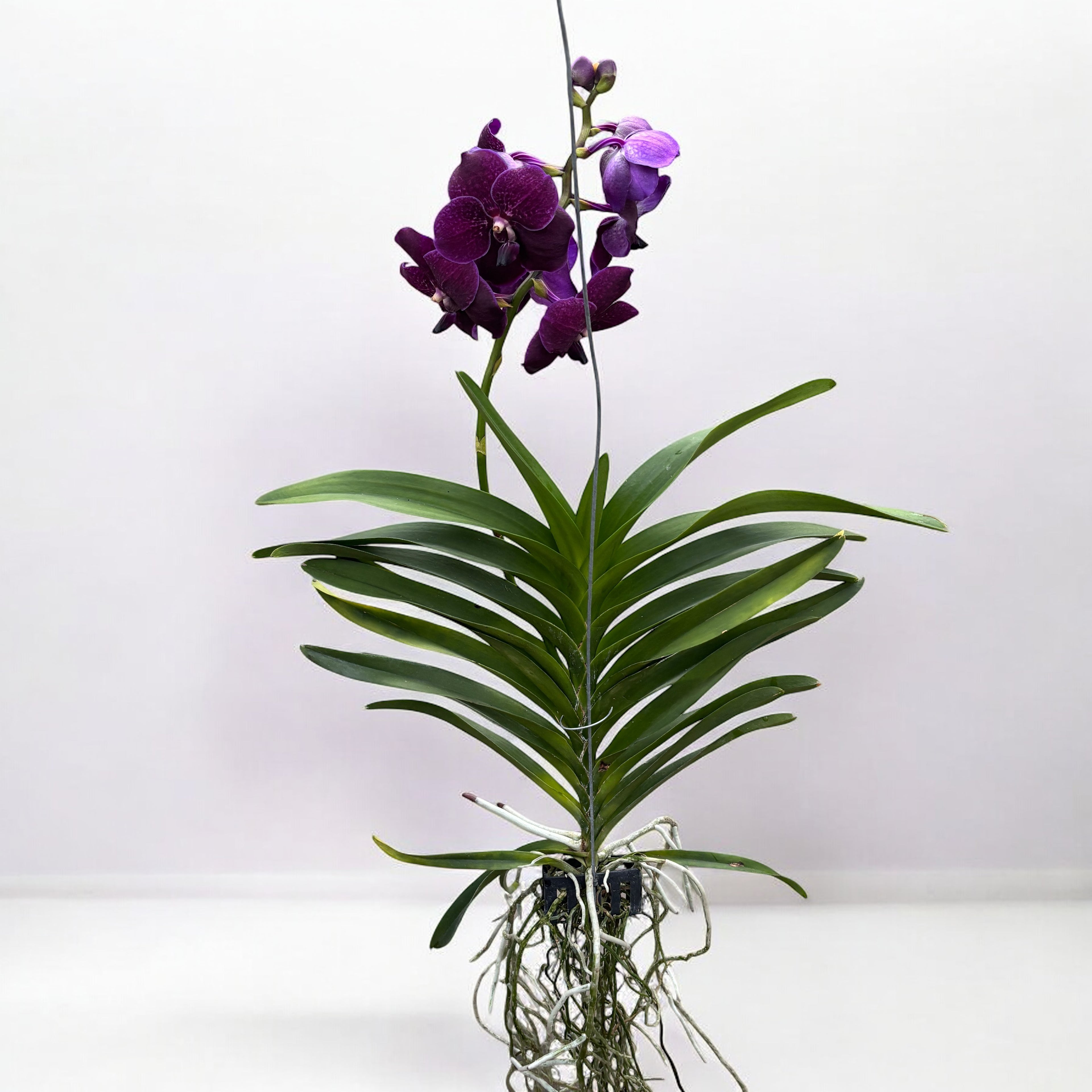 Vanda Nitaya Velvet Blackberry (Ansu)