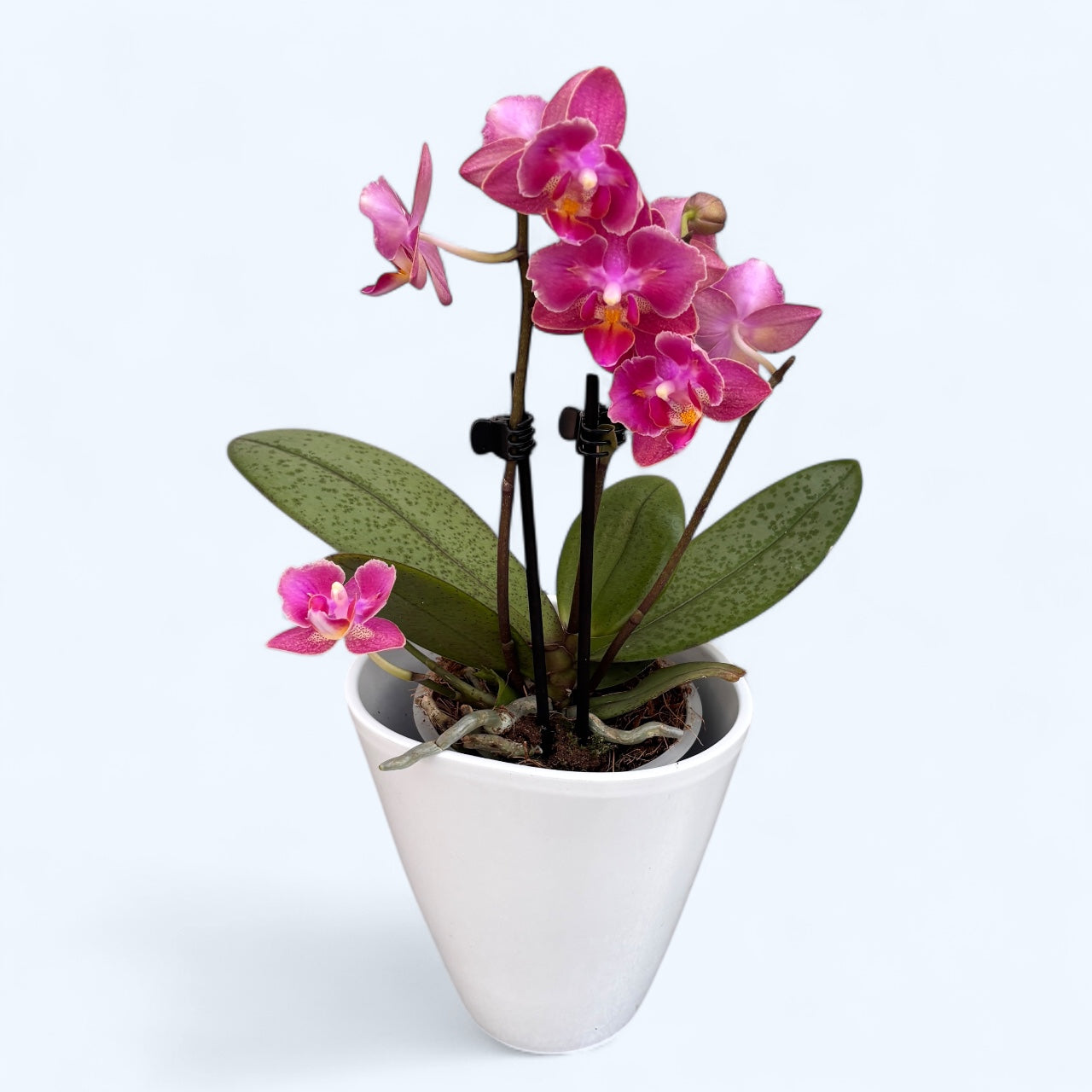 Phalaenopsis Secret Fragrance (Aromio Floral) - flori pelorice si parfumate