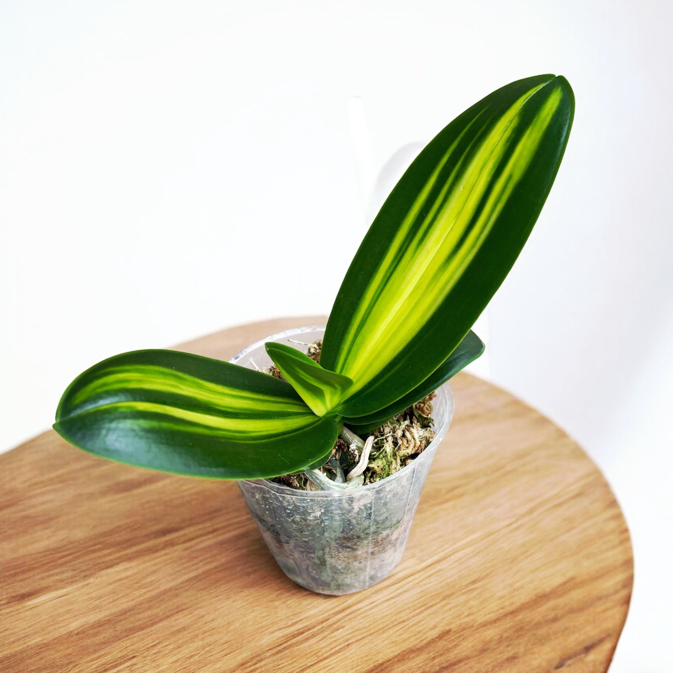 Phalaenopsis amabilis 'Variegata' (inner variegation)