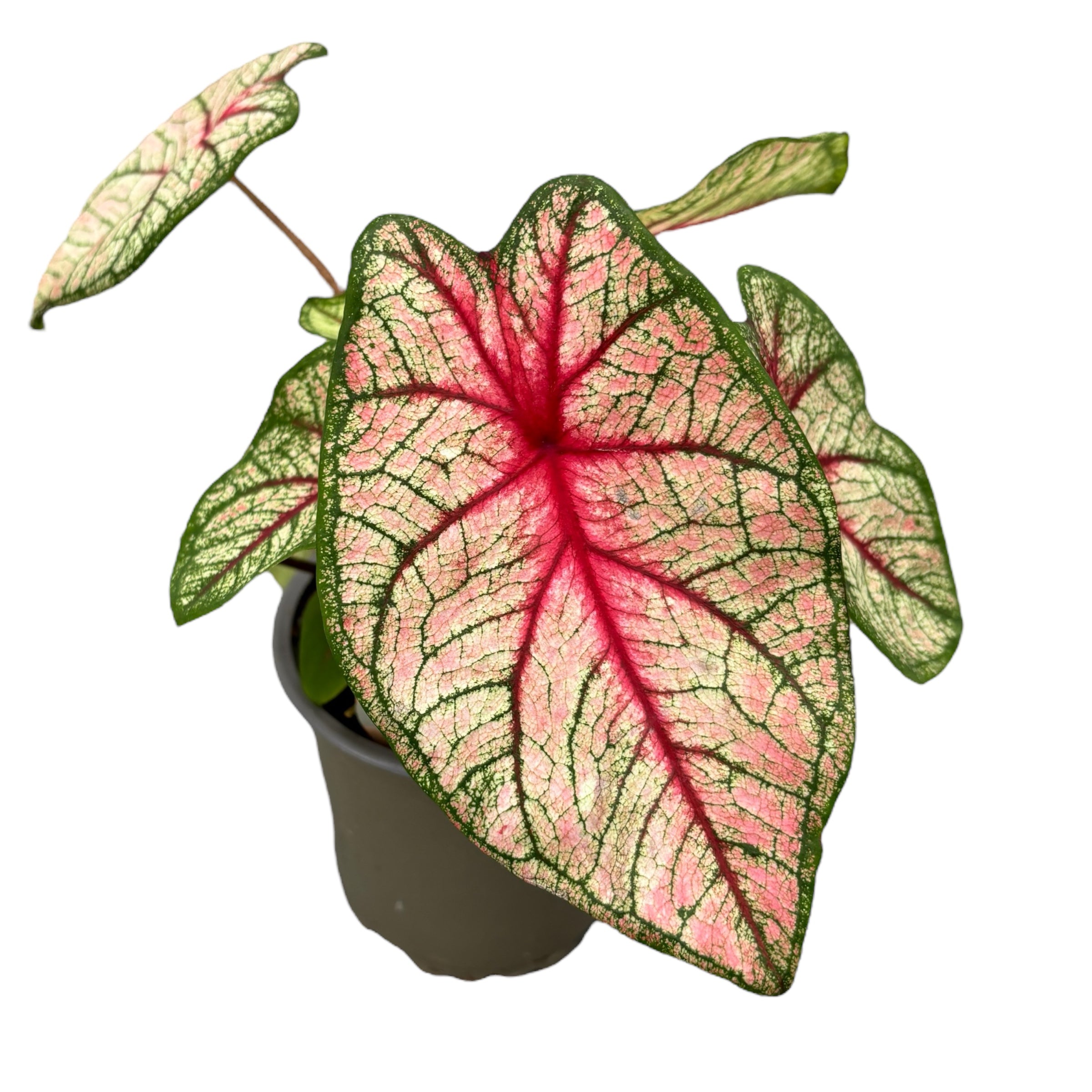 Caladium 'Star'