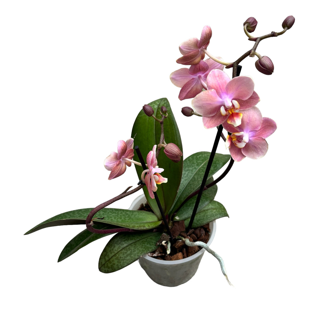 Phalaenopsis Odorion (Aromio Sweet) 