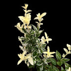 Euonymus fortunei Harlequin - frunze variegate
