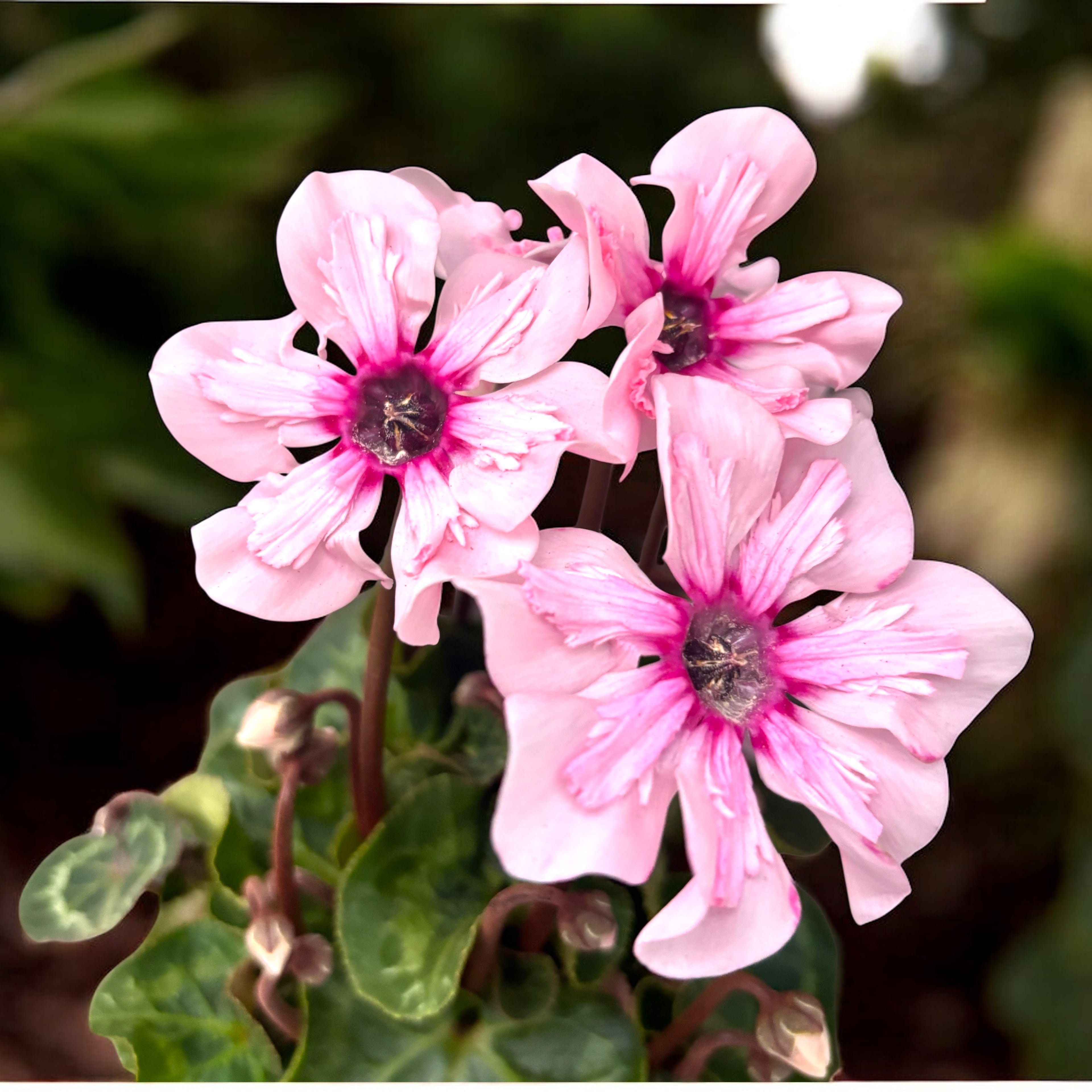 Cyclamen ‘Illusia Light with Eye’ – flori elegante in nuante de roz delicat