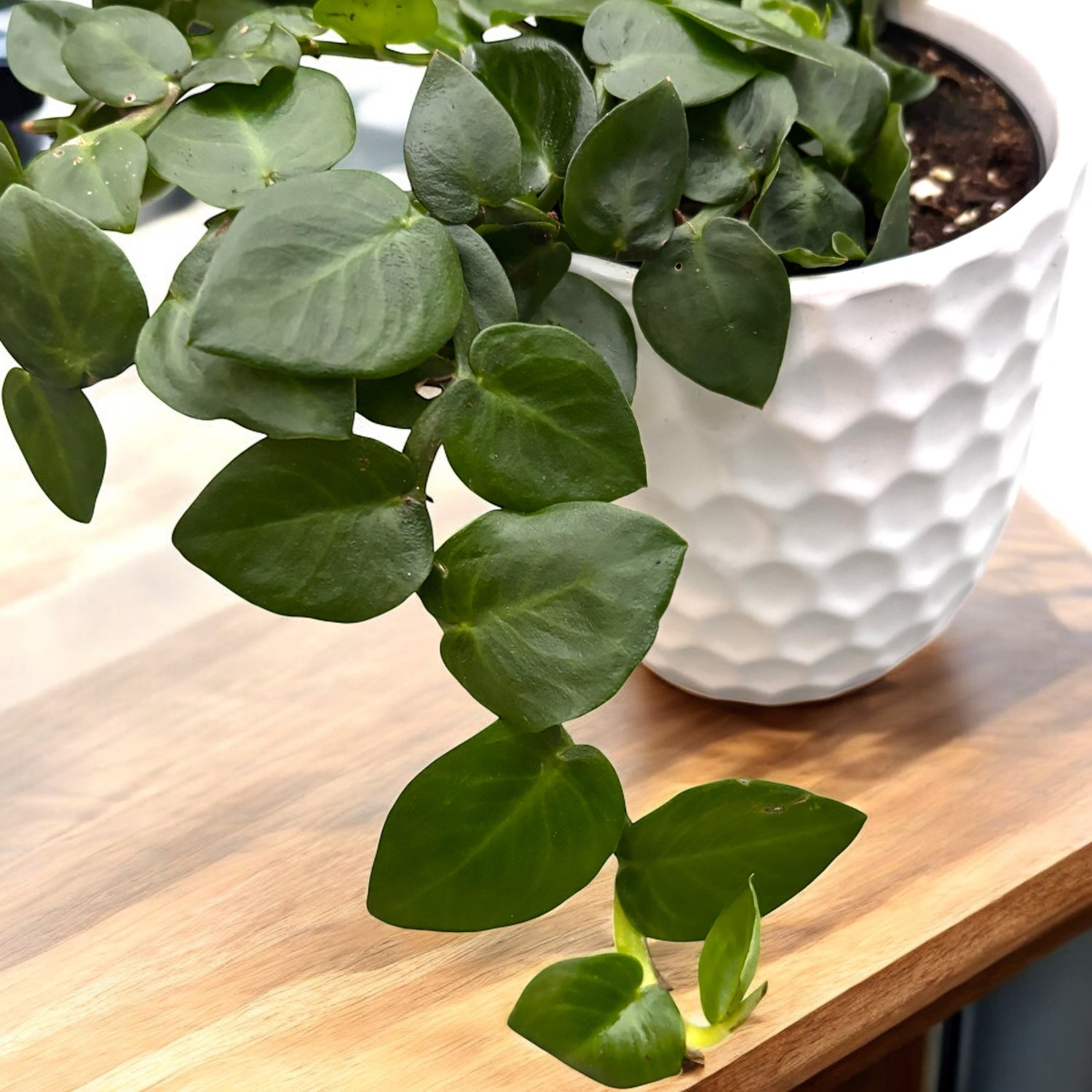 Rhaphidophora Hayi (shingle plant)