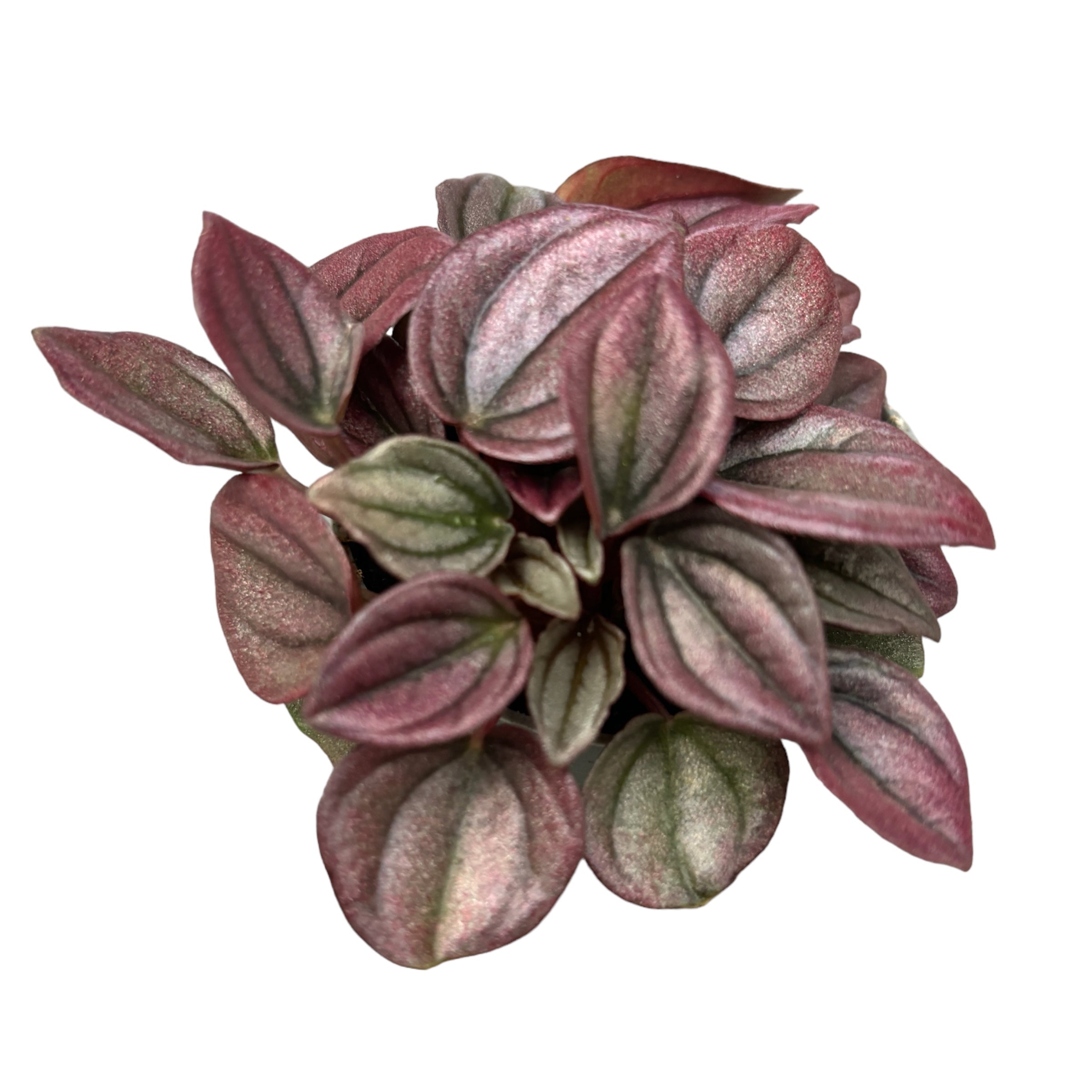 Peperomia caperata 'Cayenne' (babyplant)
