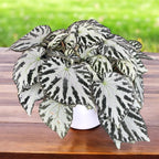 Begonia Silver Jewel XL - frunzis metalizat si aspect luxuriant