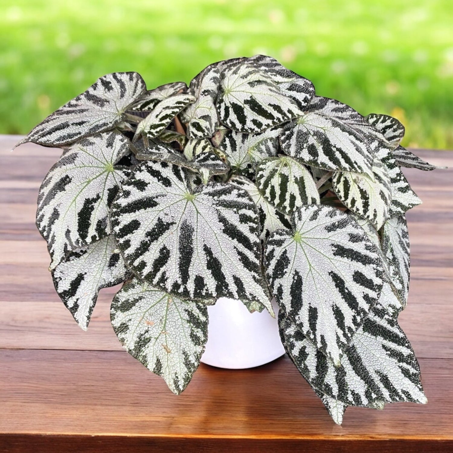 Begonia Silver Jewel XL - frunzis metalizat si aspect luxuriant