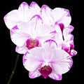Phalaenopsis Fong Tien's Amapearl 'Cone Pearl CL913G'
