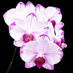 Phalaenopsis Fong Tien's Amapearl 'Cone Pearl CL913G'
