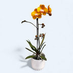 Phalaenopsis Phalfamzol (Las Vegas)