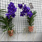Vanda Nitaya Royal Blue (Ansu)