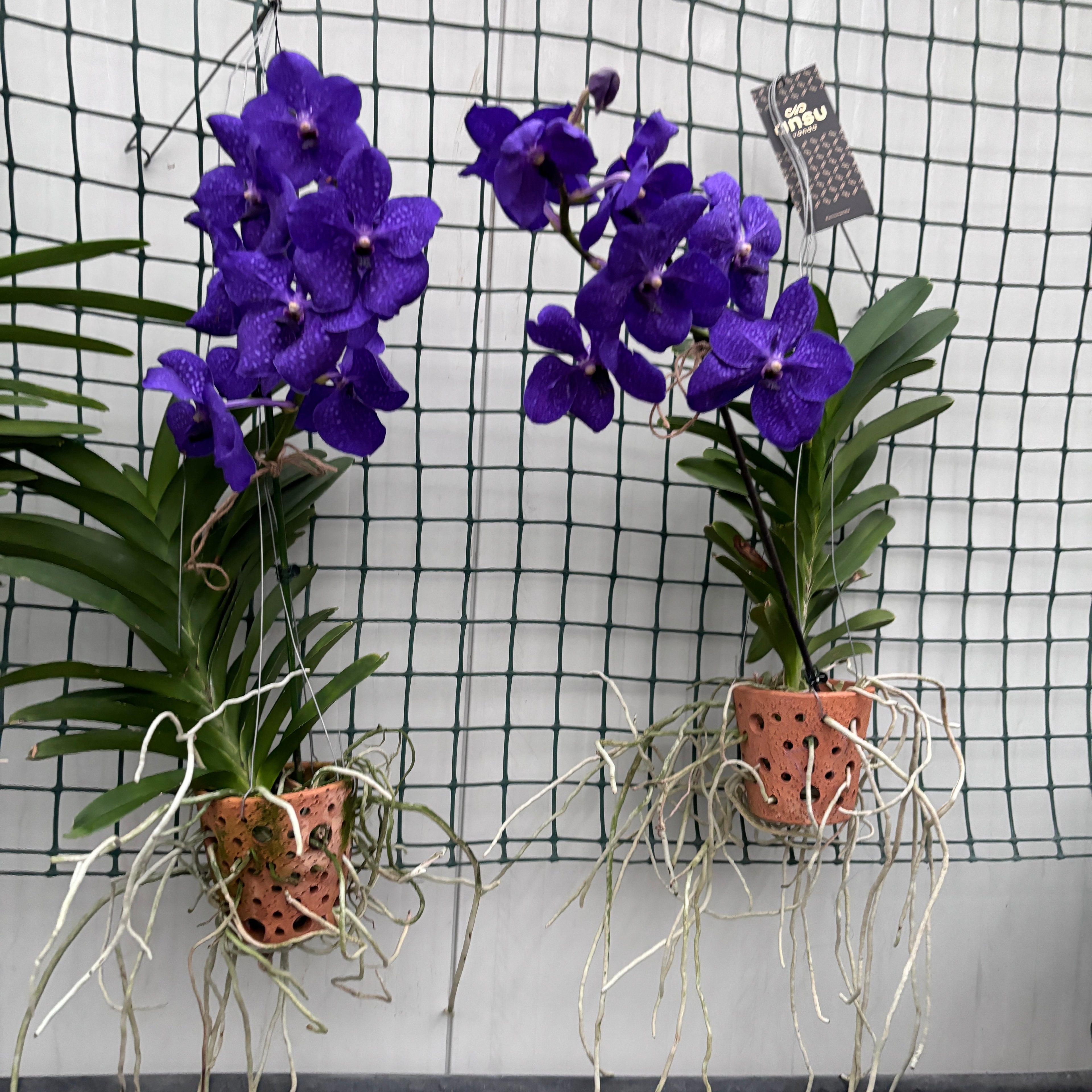 Vanda Nitaya Royal Blue (Ansu)