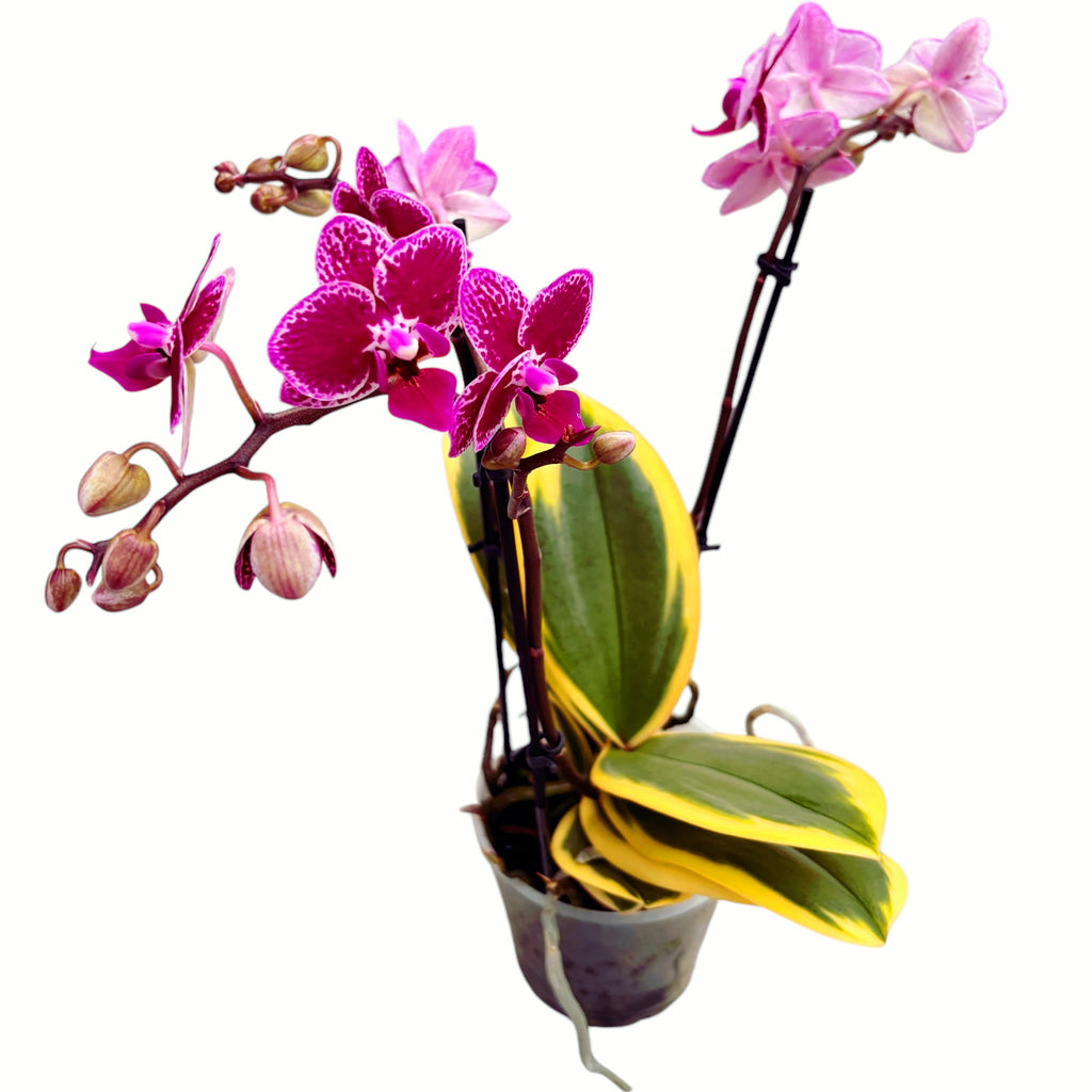 Phalaenopsis Chia E Yenlin (hojas variegadas)