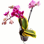 Phalaenopsis Chia E Yenlin (šareni listovi)