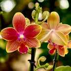 Phalaenopsis I-Hsin Golden Tangerine Ice (Aromio Tropical) - flori parfumate