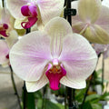 Phalaenopsis Cyrene