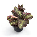 Episcia Pink Panther