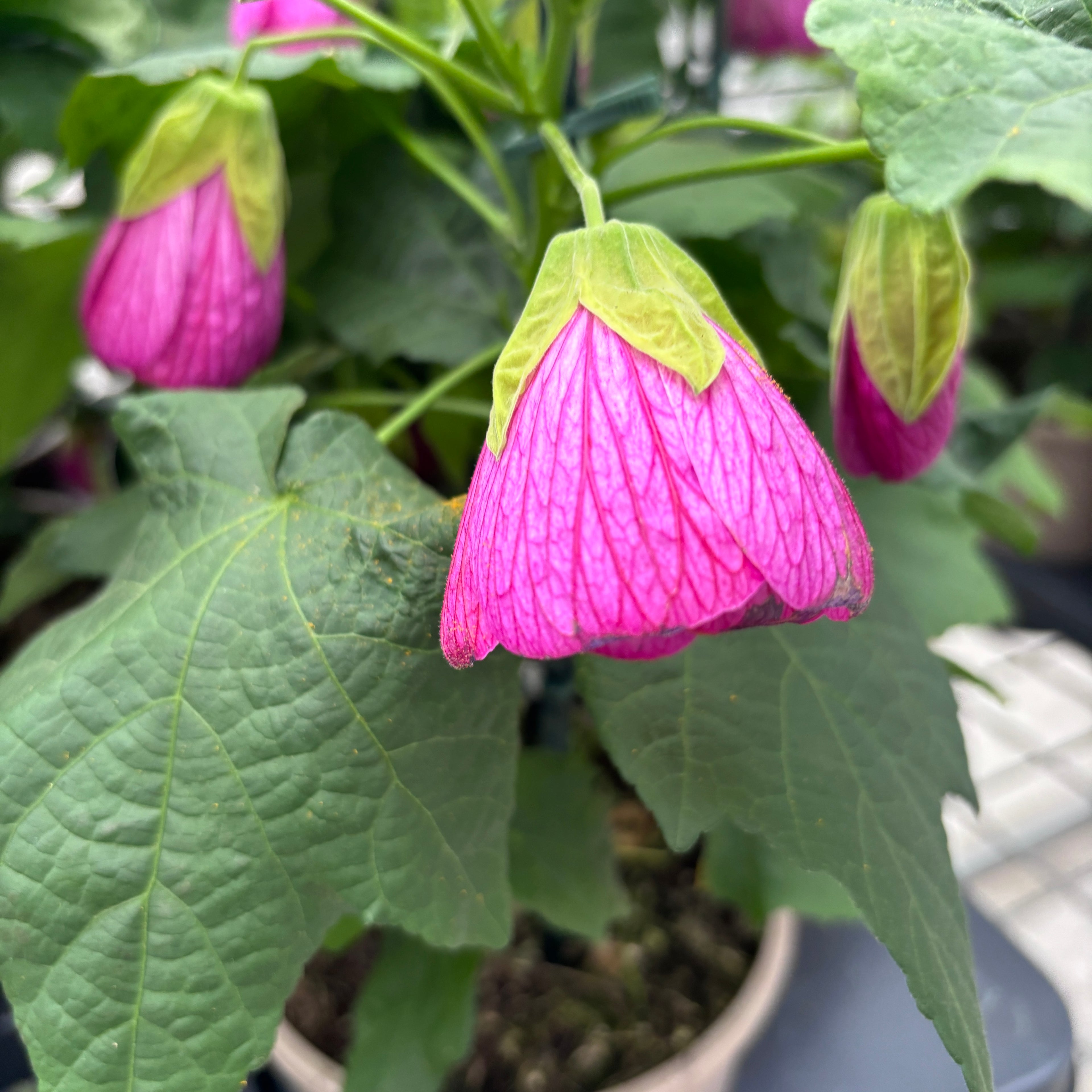 Abutilon 'Pink' (Floarea artar roz)