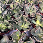 Aloinopsis malherbei - Sammlungs-Sukkulente mit strukturierten Blättern