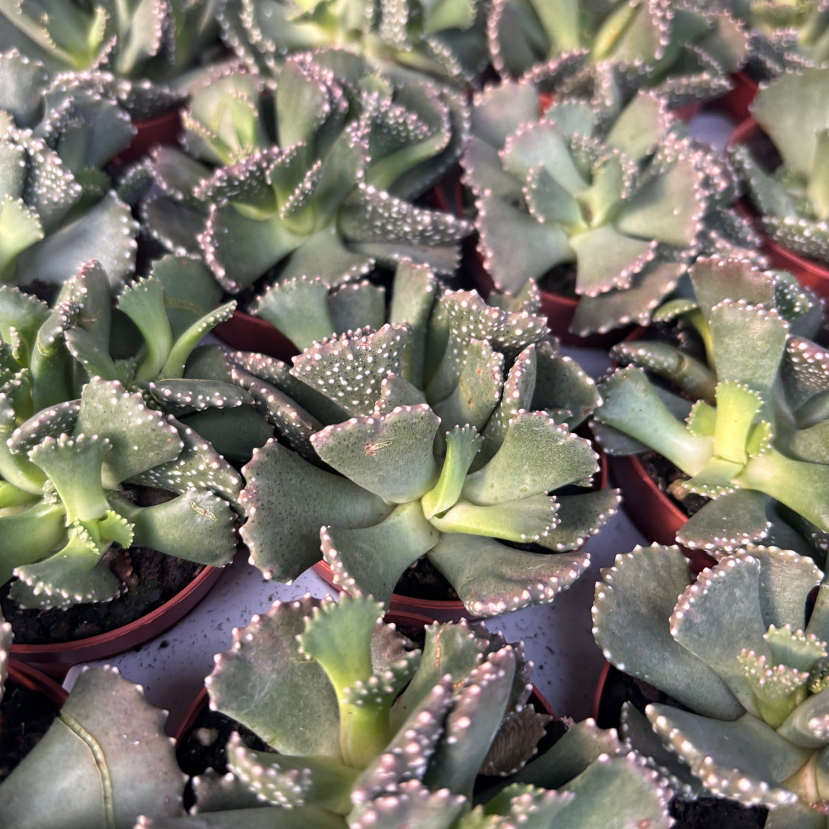 Aloinopsis malherbei - Sammlungs-Sukkulente mit strukturierten Blättern