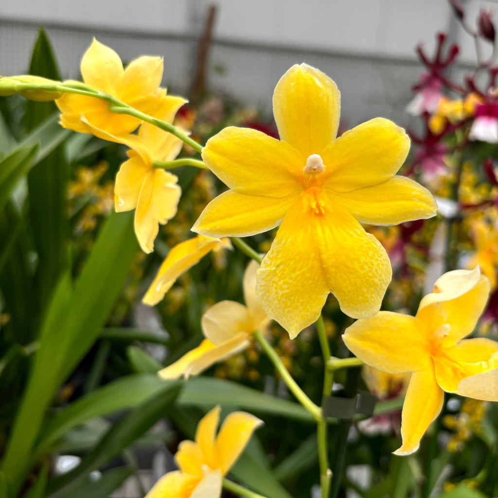 Burrageara Nelly Isler 'Yellow' - intensiv duftende Blumen