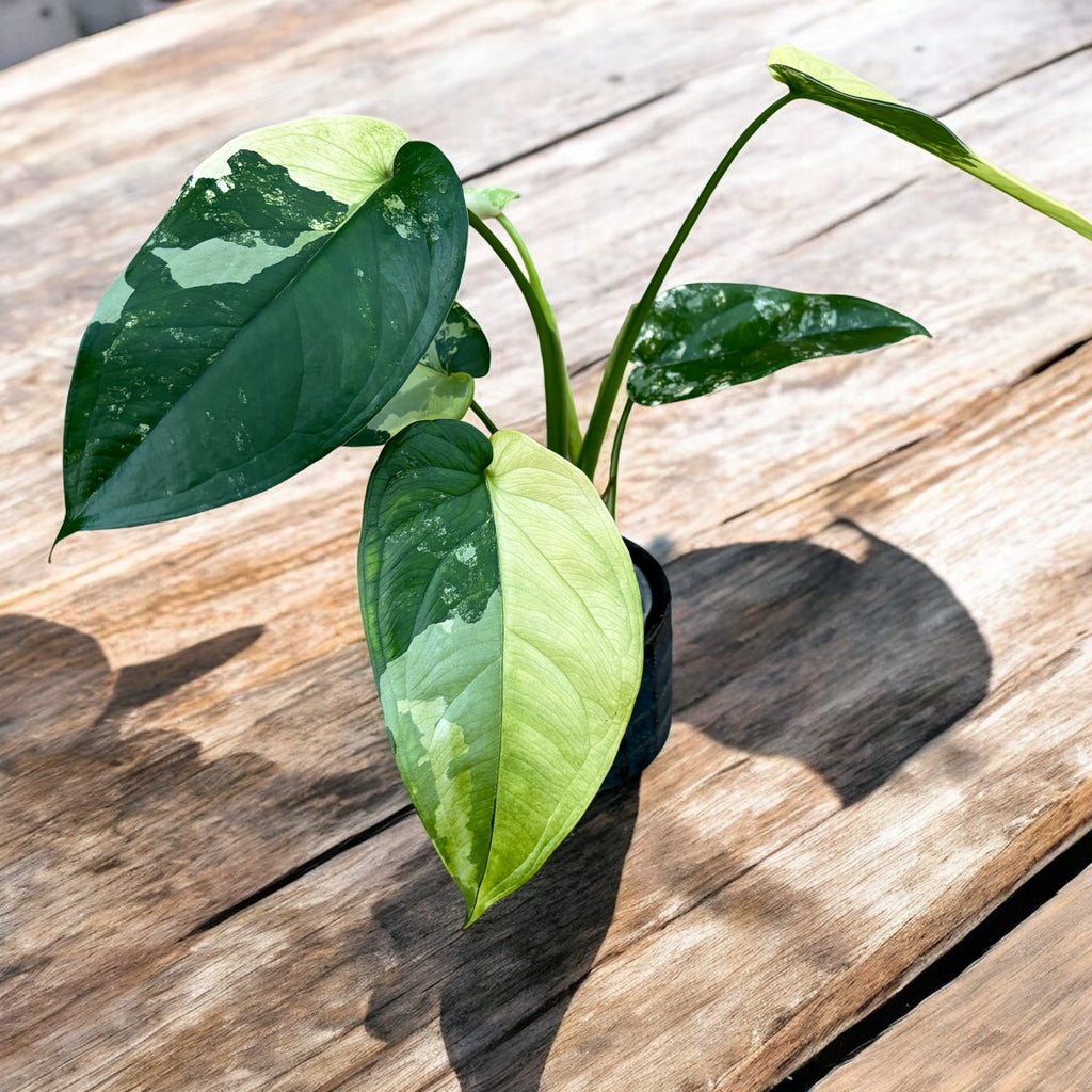 Syngonium chiapense 'Variegata'