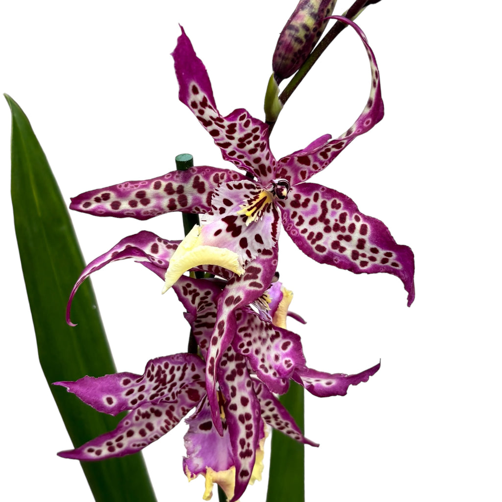 Degamoara Princesse Pourpre - fleurs XL