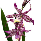 Degamoara Purple Princess - flori XL