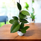 Hoya 'Incensis' (Hoya cv. patcharawalai 023) - flori parfumate, exemplare dezvoltate