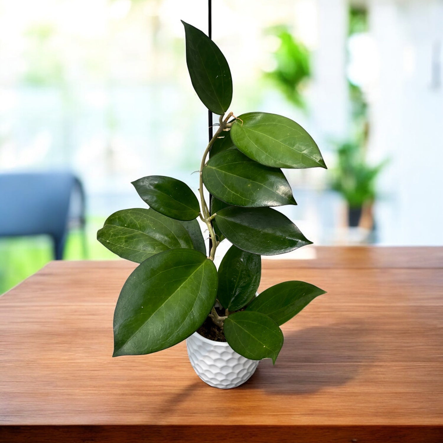 Hoya 'Incensis' (Hoya cv. patcharawalai 023) - flori parfumate, exemplare dezvoltate