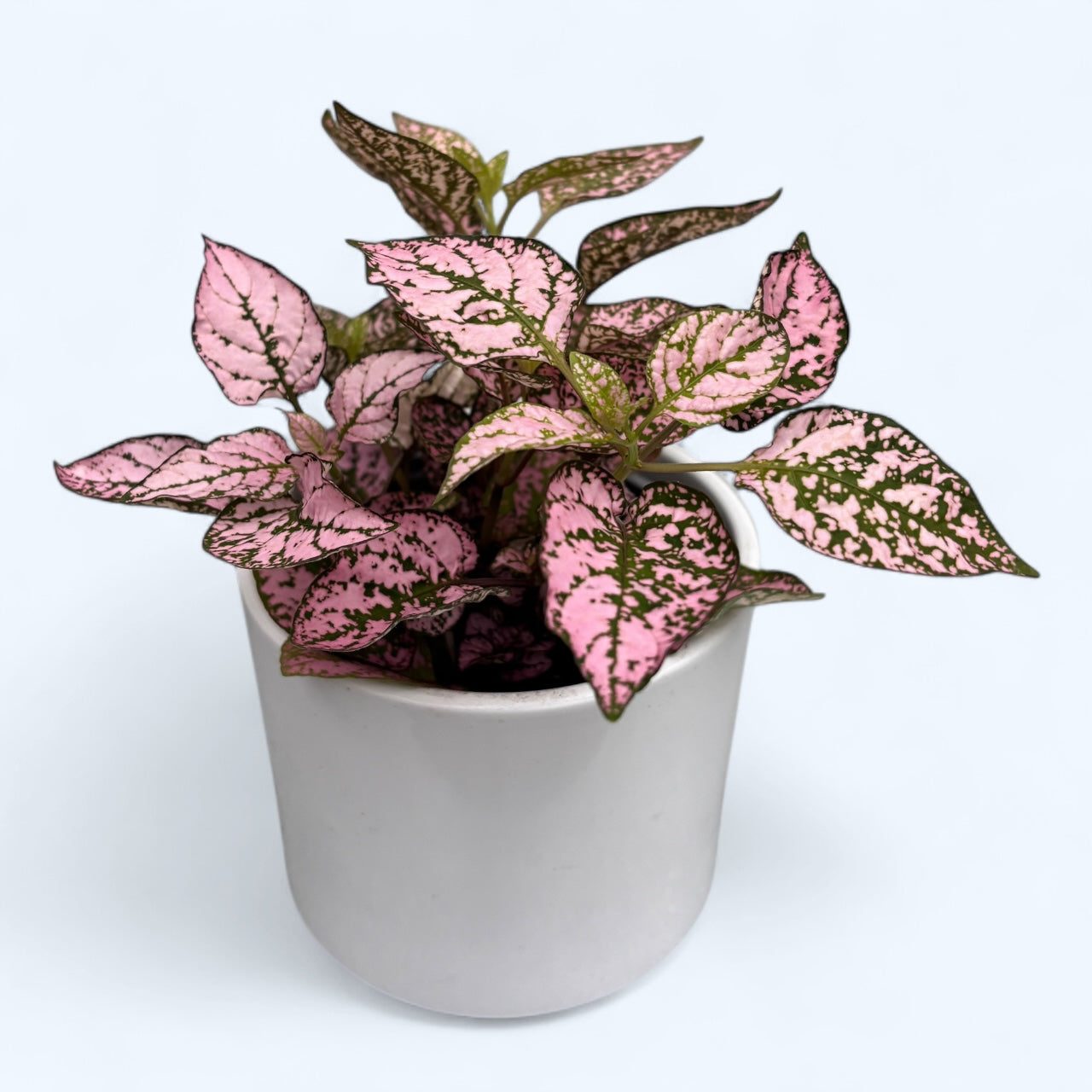 Hypoestes phyllostachya Pink (planta cu pistrui)