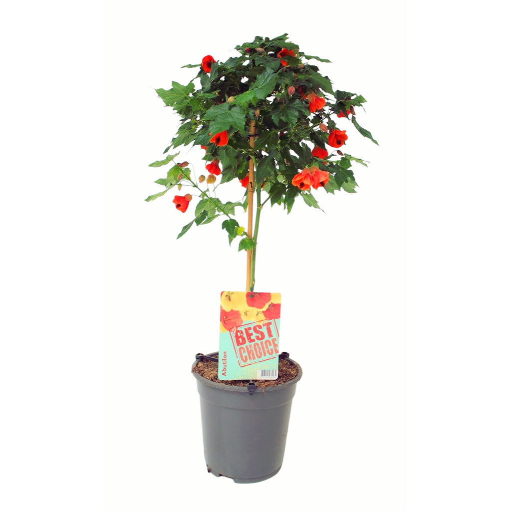 Abutilon 'Orange' (Crvena truba) Javorov cvijet