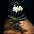 Phalaenopsis Sogo Yukidian 'V3' (White Florious)  - floarea XXL