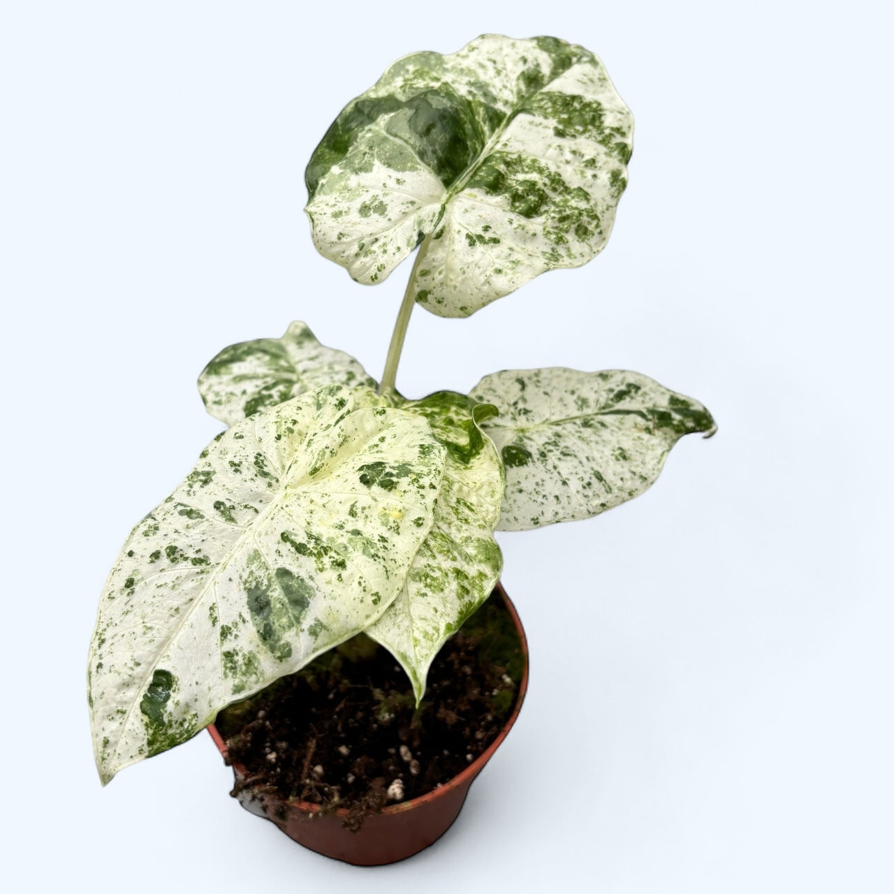 Alocasia macrorrhiza 'Splash' (Variegata)