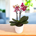 Phalaenopsis Lianher Happy Star - peloric & parfumat