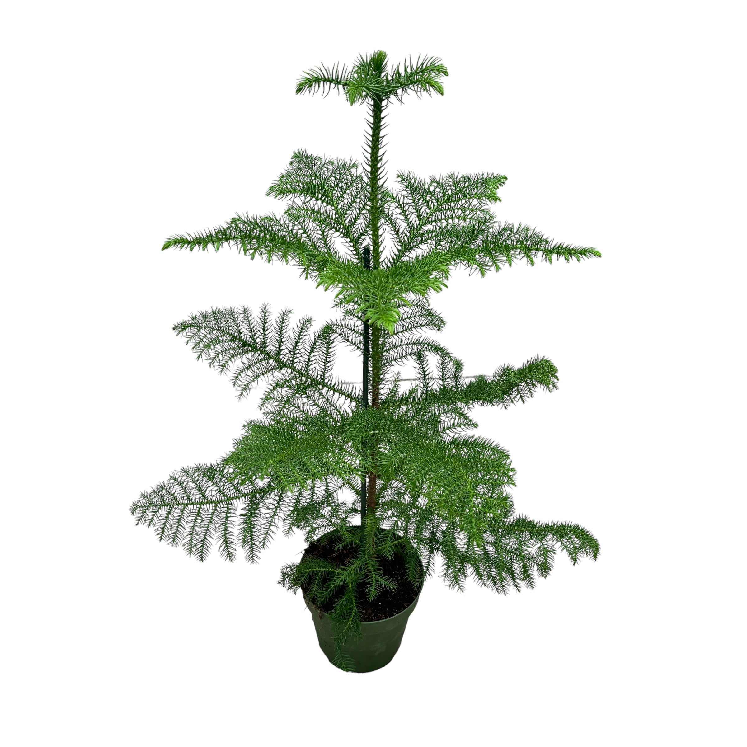 Araucaria heterophylla (Norfolk Island pine) H80